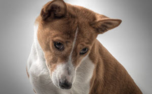 dog, basenji, hundbild