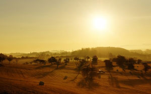 sunrise, lake constance, alpine, sunny, lake, autumn, sun, fog, tree, morning, sky, landscape