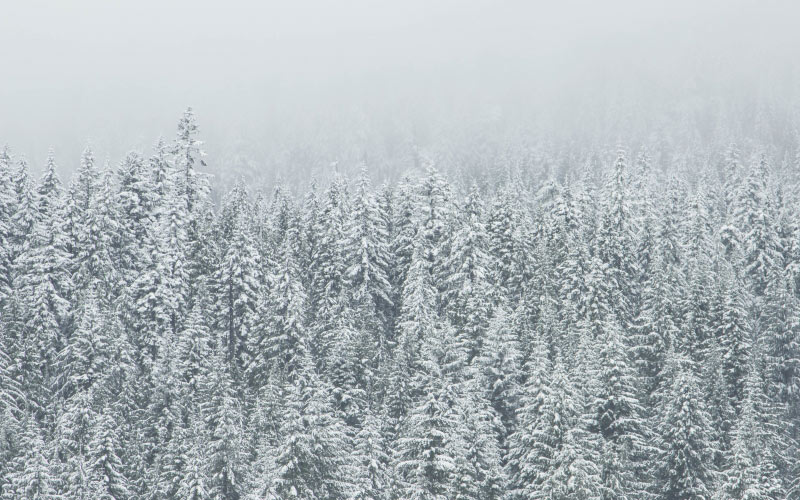 snow, forest, trees, winter, fog, foggy, coniferous, conifers, evergreen, fir, landscape