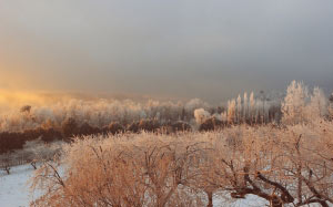 cold, snow, nature, trees, winter, landscape