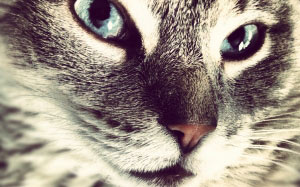 pet, kitten, cat, animal