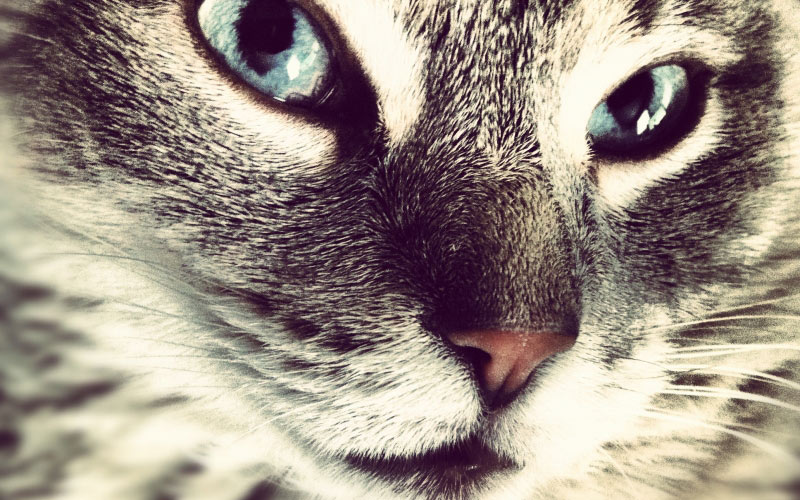 pet, kitten, cat, animal