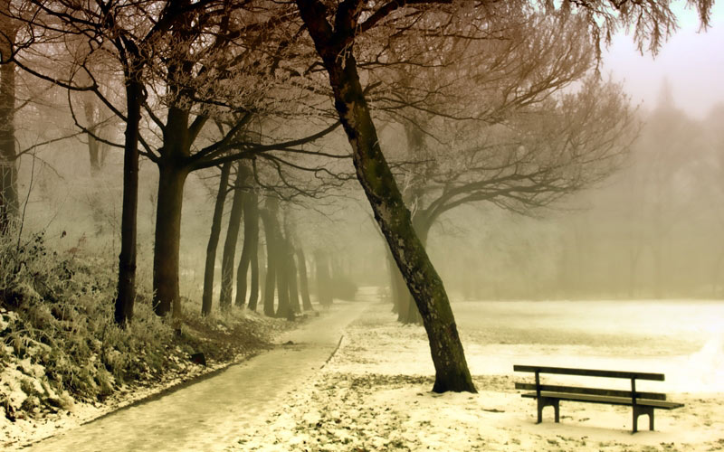 winter, landscape, snow, nature, frost, season, trees, december, park, fog
