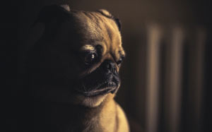 dogs, animals, pets