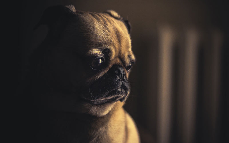 dogs, animals, pets