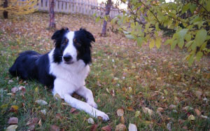 animals, nature, dogs, autumn, leaves, grass, pets