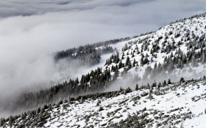 winter landscape, mountain, forest, winter, snow, nature, landscape