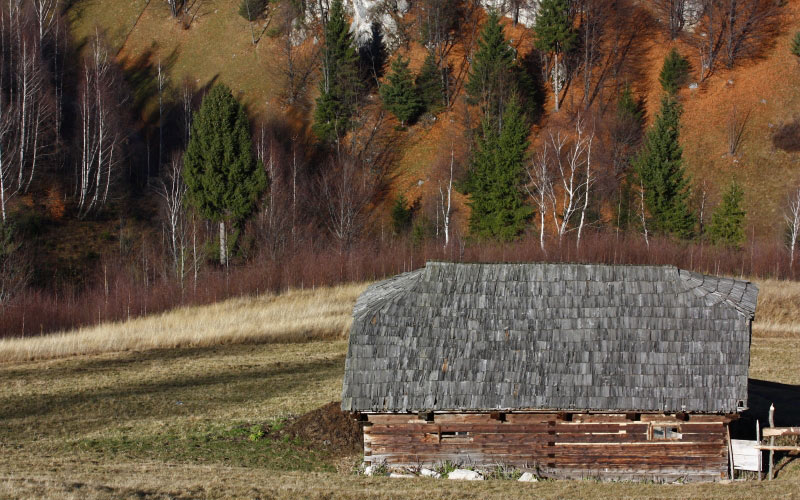 autumn, nature, landscape, forest, trees, hut