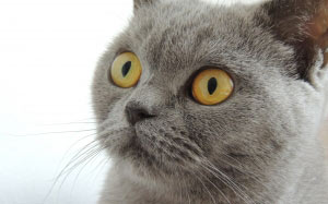 cat, pet, animal