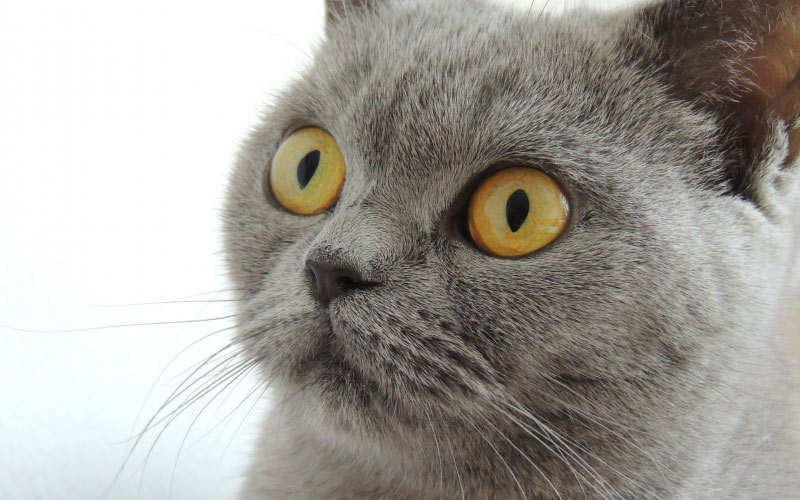 cat, pet, animal