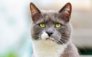 cat, pet, animal