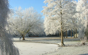 winter landscape, trees, winter, snow, nature, landscape, park