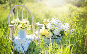 summer, still life, daisy, garden, flowers, grass