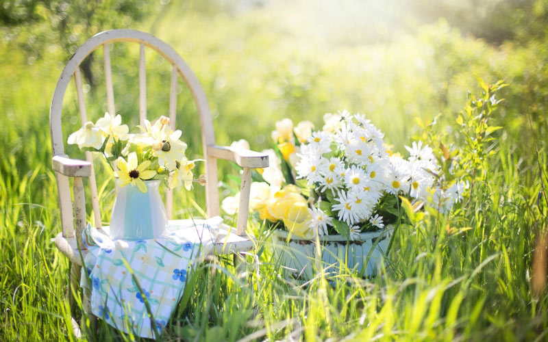 summer, still life, daisy, garden, flowers, grass