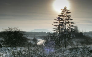 winter landscape, forest, winter, snow, nature, landscape