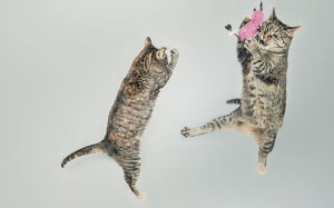 jumping, cute, playing, animals, pets, cats, kitten