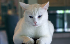 animal, pet, kitten, cat, white