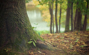 nature, forest, moss, leaves, tree, autumn, fall, tree trunk, stem