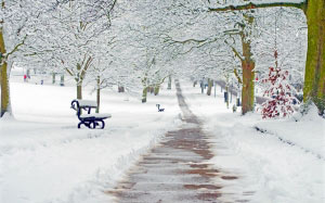 snowy, snow, seasons, branches, winter, nature, park