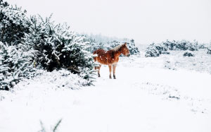 horse, winter, nature, animal, forest, landscape, shrubs, trees, snow