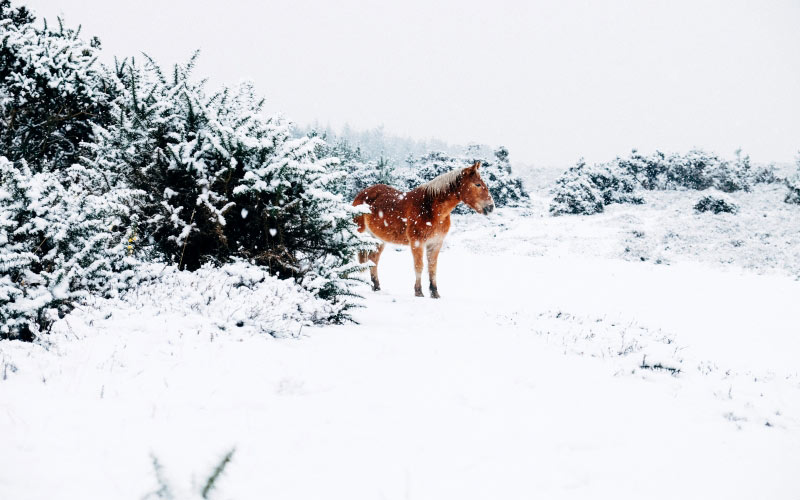horse, winter, nature, animal, forest, landscape, shrubs, trees, snow
