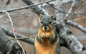 squirrel, animal, nature
