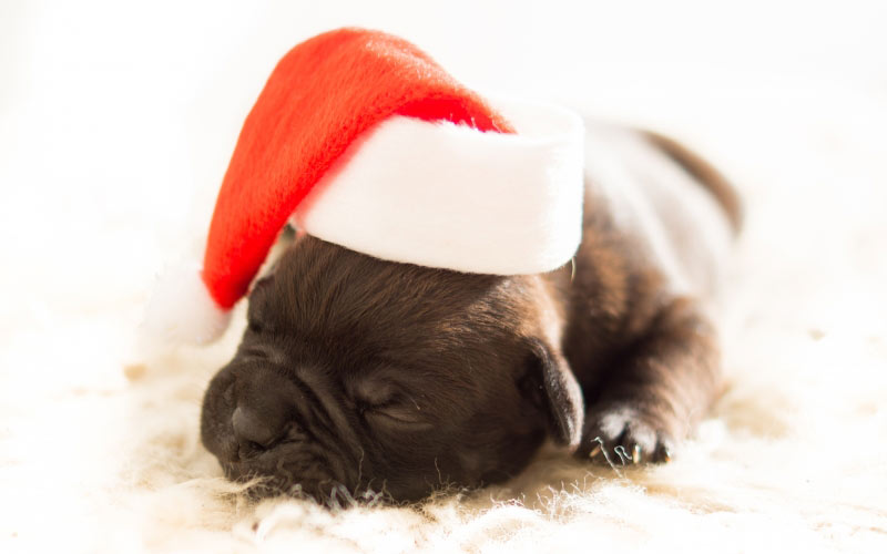 dog, christmas, xmas, bulldog, puppy