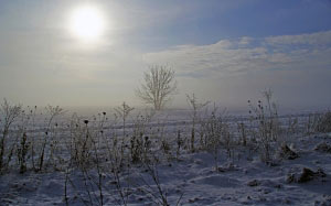 winter, nature, snow, frost, fog, field, tree, grass