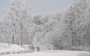 snow, winter, cold, wintry, tree, december, twilight, icy, landscape