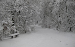 winter, snow, wintry, white, forest, nature, winter forest, landscape, bench