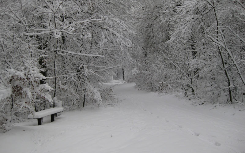 winter, snow, wintry, white, forest, nature, winter forest, landscape, bench