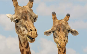 giraffe, animals, zoo, funny, fauna, cute, mammal, wildlife, lowery park zoo, tampa, nature