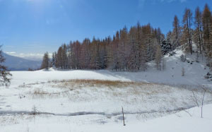 winter, snow, winter landscape, nature, larch, snowy, forest, wood