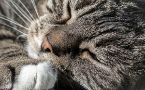 cat, satisfied, animal portrait, domestic cat, pet, animal, relaxation, cozy, face