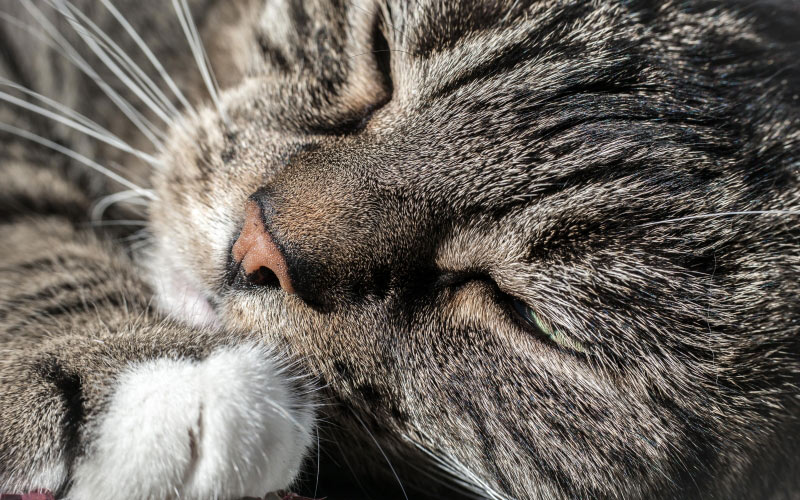 кошка, удовлетворение, портрет кота, домашняя кошка, домашнее животное, животные, отдых, уют, морда