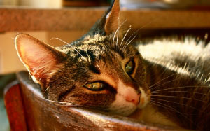 cat, cozy, schnurrhare, sleep, animal, pet, rest, relaxation