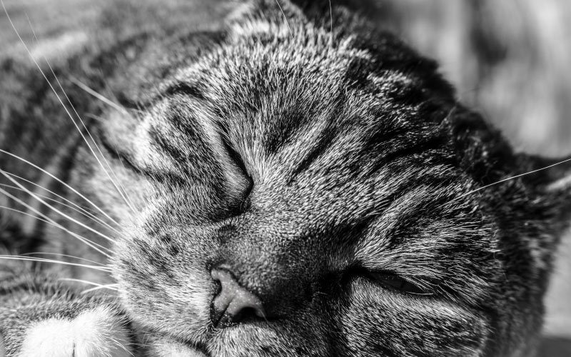 кошка, кот, спокойствие, портрет, домашняя кошка, домашнее животное, животные, отдых, уют, лицо, черно-белый