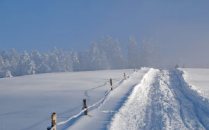 winter, snow, wintry, nature, snow landscape, trees, frost, fir forest, cold, white, icy, snowy, path