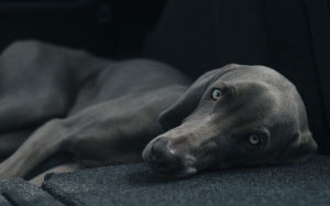 pets, black dog, animals