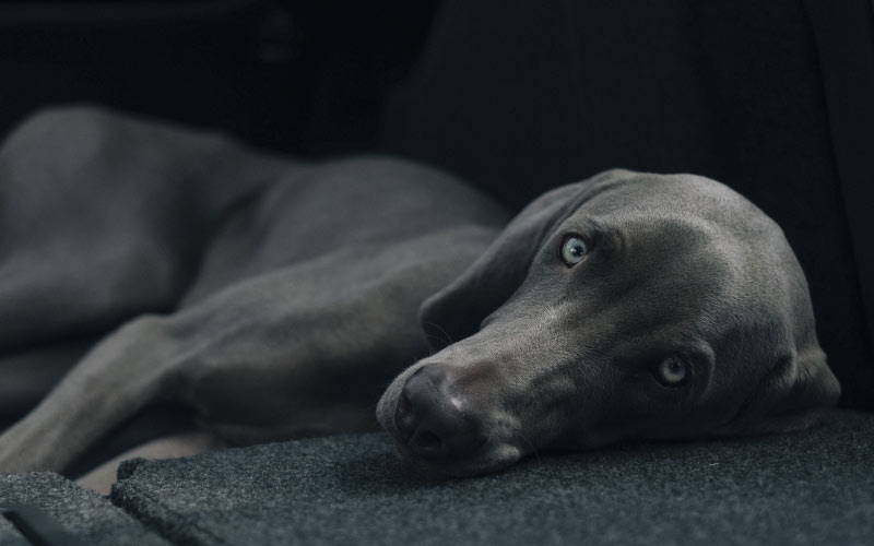 pets, black dog, animals