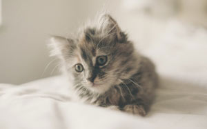 kitten, pets, animal