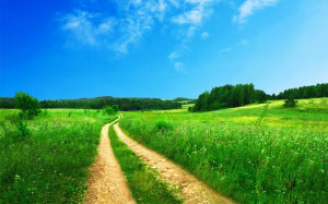 spring, field, road, trees, herbs, meadow, grass