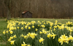 spring, flowers, march, nature, forest
