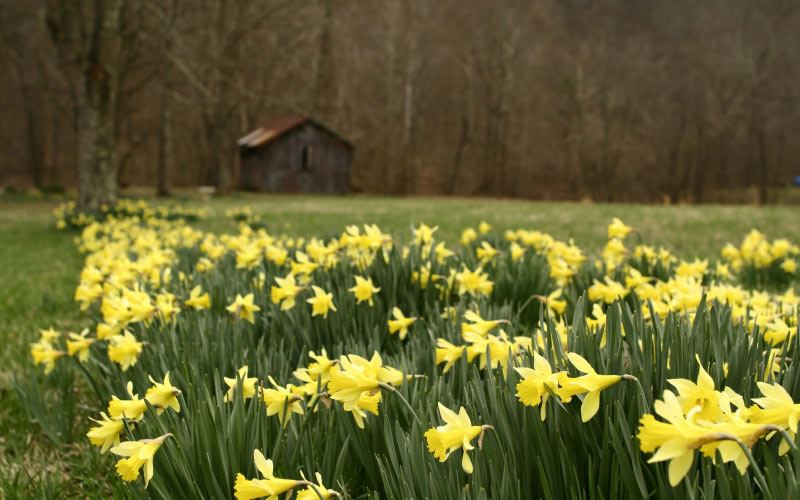 spring, flowers, march, nature, forest