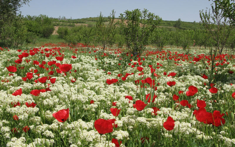 spring, flowers, herbs, poppies, trees, plantation