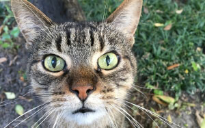 animal, pet, cat, furry, whiskers, tabby, face
