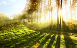 nature, sunset, forest, trees, sunbeams