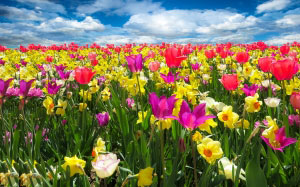 spring, flowers, bloom, tulips, daffodils, osterglocken, blossom, nature