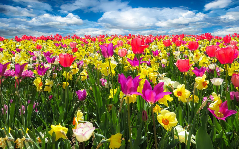 spring, flowers, bloom, tulips, daffodils, osterglocken, blossom, nature