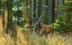moose, hart, forest, nature, trees, antlers, animal